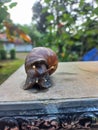 Snails can be seen from the front above the cement fence Royalty Free Stock Photo