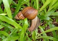 Snails are classified as invertebrates. It is an ancient animal that originated in the middle of the Carboniferous period.