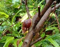 Snails are classified as invertebrates. It is an ancient animal that originated in the middle of the Carboniferous period.