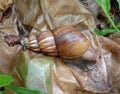 Snails are classified as invertebrates. It is an ancient animal that originated in the middle of the Carboniferous period.