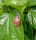 Snails are classified as invertebrates. It is an ancient animal that originated in the middle of the Carboniferous period.