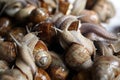 Snails closeup. Many crawling garden snails with large shells