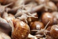 Snails closeup. Many crawling garden snails with large shells