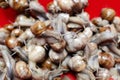 Snails closeup on red background. Many crawling garden snails with large shells