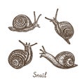 Snails collection, hand drawn gravure style, vector sketch illustration with inscription