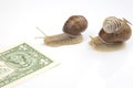 The snails compete first to reach the finish line with money. metaphor for business. time for success. persistence and speed of Royalty Free Stock Photo