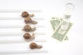 The snails compete first to reach the finish line with money. metaphor for business. time for success. persistence and speed of Royalty Free Stock Photo
