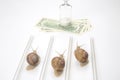 The snails compete first to reach the finish line with money. metaphor for business. time for success. persistence and speed of Royalty Free Stock Photo