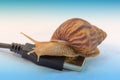 Snails and the concept of slow internet Royalty Free Stock Photo