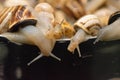 snails in the cooking process escaping from the pan