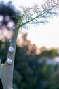 Snails crawiling on a plant on the shore of Larnaca salt lake in Cyprus Royalty Free Stock Photo