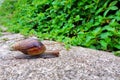 Snails crawling on the floor Helix pomatia Royalty Free Stock Photo