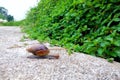 Snails crawling on the floor Helix pomatia Royalty Free Stock Photo