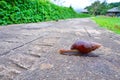 Snails crawling on the floor Helix pomatia Royalty Free Stock Photo