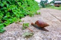 Snails crawling on the floor Helix pomatia Royalty Free Stock Photo