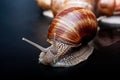 Snails crawling one on one in the studio Royalty Free Stock Photo