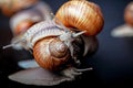 Snails crawling one on one in the studio Royalty Free Stock Photo