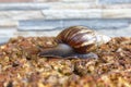 Snails crawling on red rocks Royalty Free Stock Photo