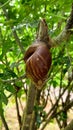 snails eating papaya leaves