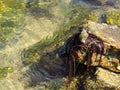 Snails on the Edge of a Rock