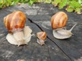 Snails family