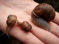 Snails family Royalty Free Stock Photo
