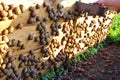 Snails on farm under wooden plate Royalty Free Stock Photo