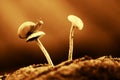 Snails, snails in flowers with a blue background