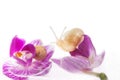 Snails and flowers (isolated on white) Royalty Free Stock Photo