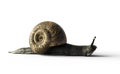 The Snail is very slowly. 3D Illustration Royalty Free Stock Photo