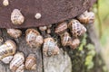 Snails Royalty Free Stock Photo
