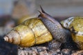 Snails Royalty Free Stock Photo