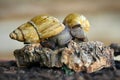 Snails Royalty Free Stock Photo