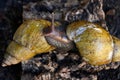 Snails Royalty Free Stock Photo