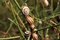 Snails in the grass