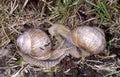 Snails in the grass Royalty Free Stock Photo