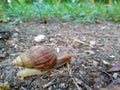 Snails on the ground in the garden