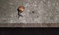 Snails in the ground outdoors near sandy beach, wild life photography in flashlight at night