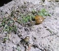 Snails in the ground outdoors near sandy beach, wild life photography in flashlight at night