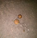 Snails in the ground outdoors near sandy beach, wild life photography in flashlight at night