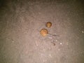 Snails in the ground outdoors near sandy beach, wild life photography in flashlight at night