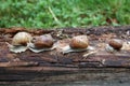 Snails Royalty Free Stock Photo