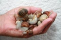 Snails in a hand, picked up in the garden, not eating them on a white background Royalty Free Stock Photo