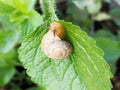 Snails have a hard body armor and powerful called this kind cangkang Royalty Free Stock Photo