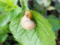 Snails have a hard body armor and powerful called this kind cangkang
