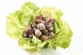 Snails Helix pomatia on a glass plate with lettuce