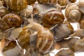 Snails Helix pomatia