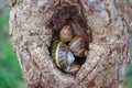 snails in a hole in a tree