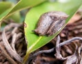 snails without hooks up to the top of the leaf