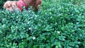 Snails invasion after a heavy summer rain